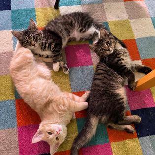 These are my cats as babies. They arranged themselves in a circle on their own, tip to toe.